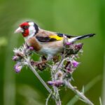 European Goldfinch (Carduelis carduelis) @ Østensjøvannet, Oslo, Norway. Photo: Håvard Rosenlund