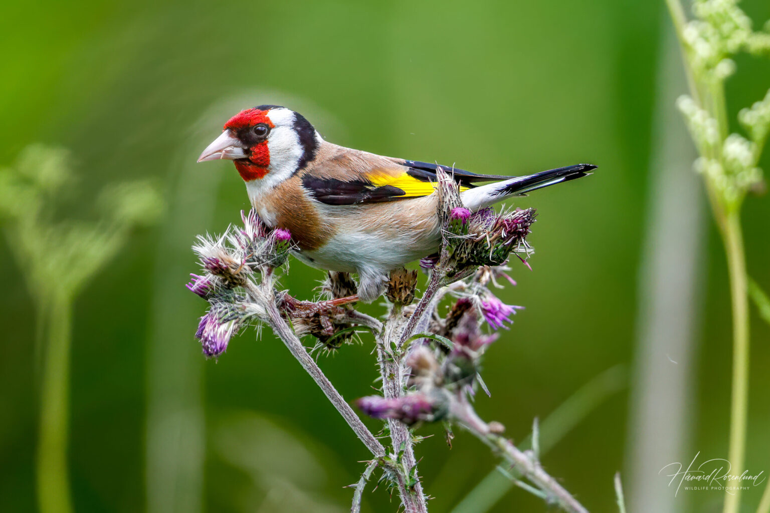 European Goldfinch (Carduelis carduelis) @ Østensjøvannet, Oslo, Norway. Photo: Håvard Rosenlund