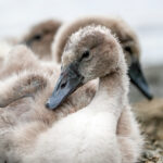 Mute Swan (Cygnus olor) - Chick @ Østensjøvannet, Oslo, Norway. Photo: Håvard Rosenlund