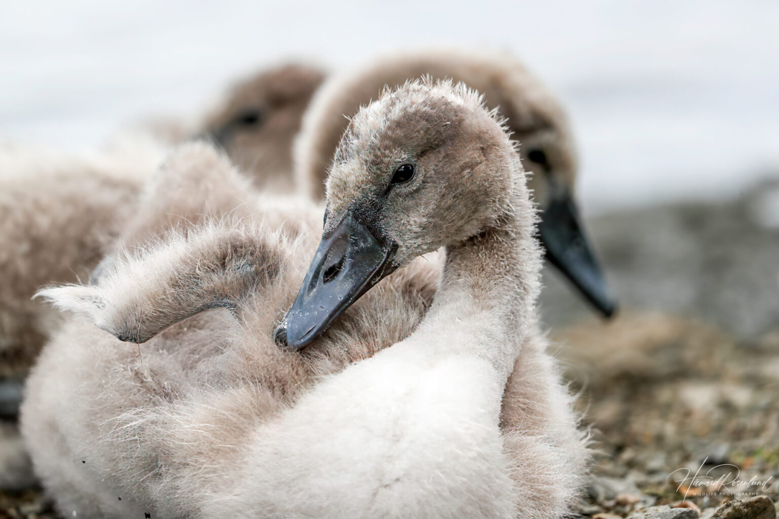 Mute Swan (Cygnus olor) - Chick @ Østensjøvannet, Oslo, Norway. Photo: Håvard Rosenlund