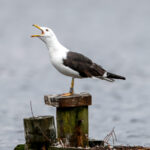 Lesser Black-backed Gull (Larus fuscus) @ Østensjøvannet, Oslo, Norway. Photo: Håvard Rosenlund