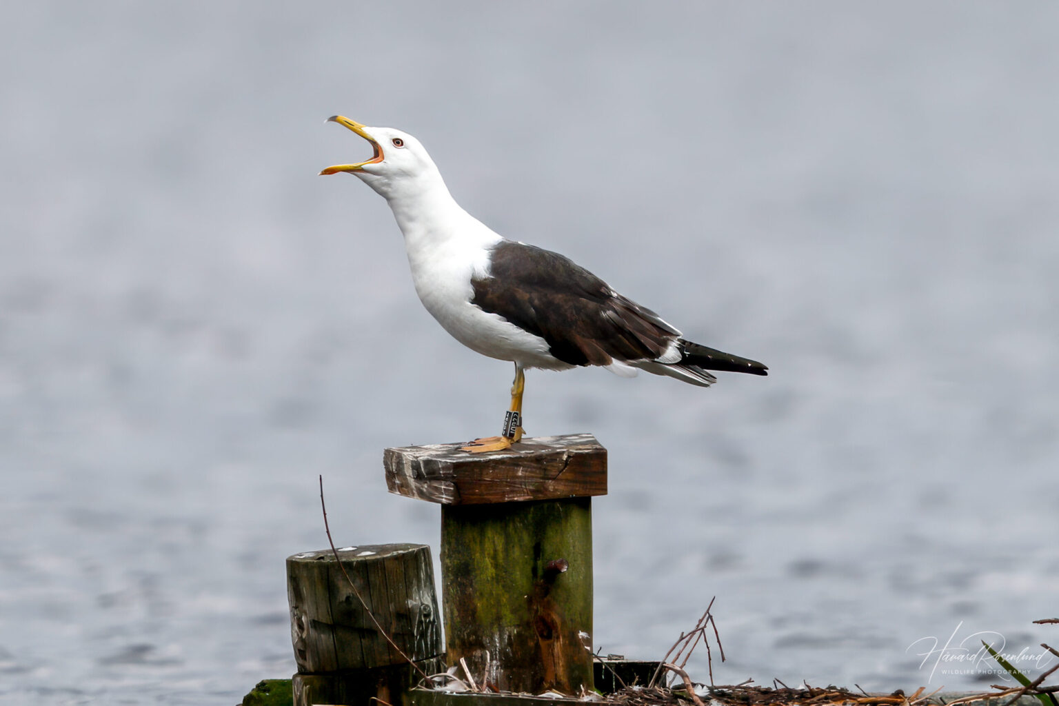 Lesser Black-backed Gull (Larus fuscus) @ Østensjøvannet, Oslo, Norway. Photo: Håvard Rosenlund