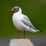 Black-headed Gull (Chroicocephalus ridibundus) @ Østensjøvannet, Oslo, Norway. Photo: Håvard Rosenlund