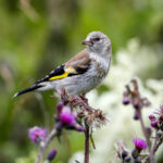 European Goldfinch (Carduelis carduelis) - Juvenile @ Østensjøvannet, Oslo, Norway. Photo: Håvard Rosenlund