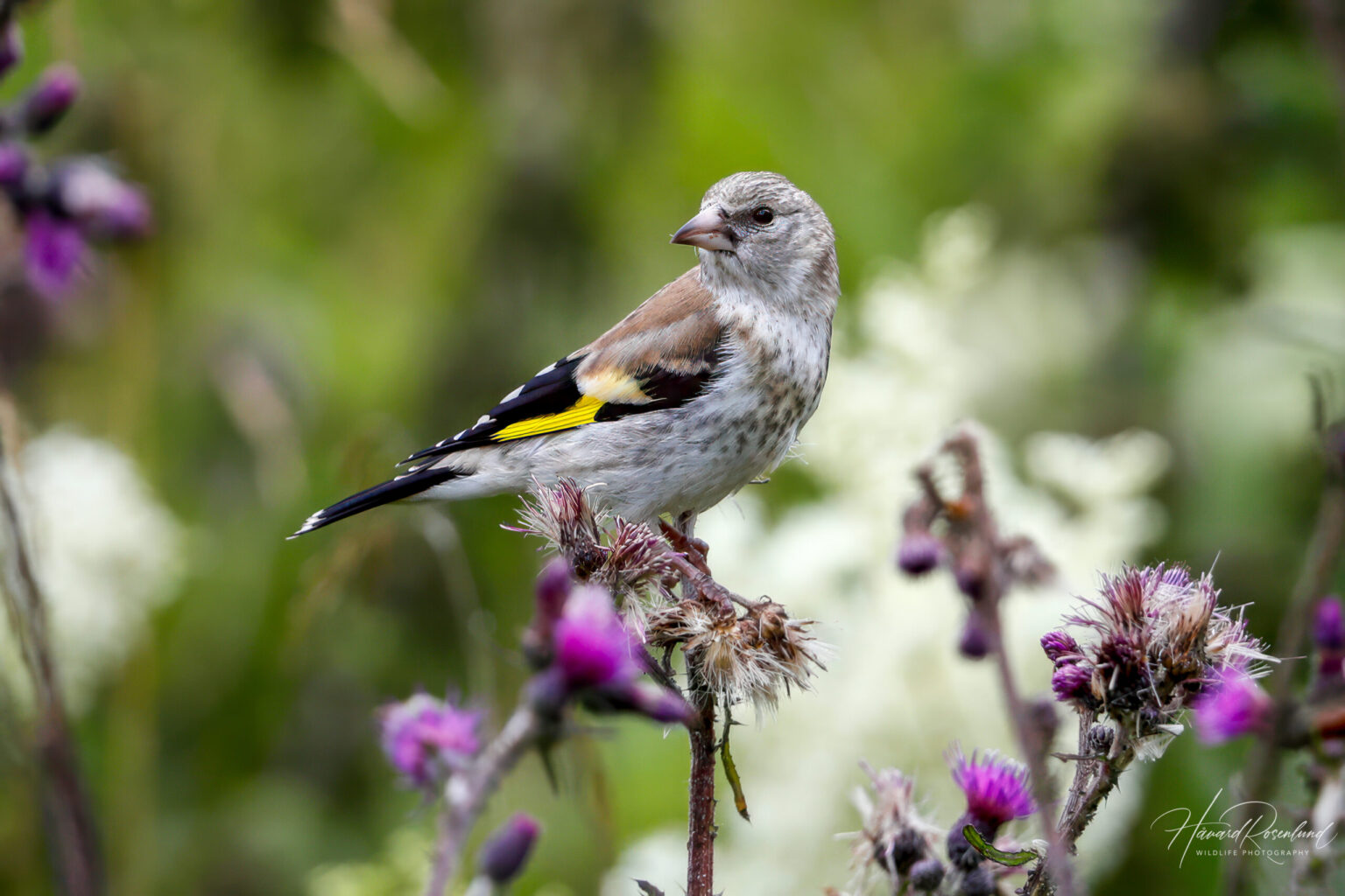 European Goldfinch (Carduelis carduelis) - Juvenile @ Østensjøvannet, Oslo, Norway. Photo: Håvard Rosenlund