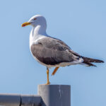 Lesser Black-backed Gull (Larus fuscus) @ Fornebu, Norway. Photo: Håvard Rosenlund