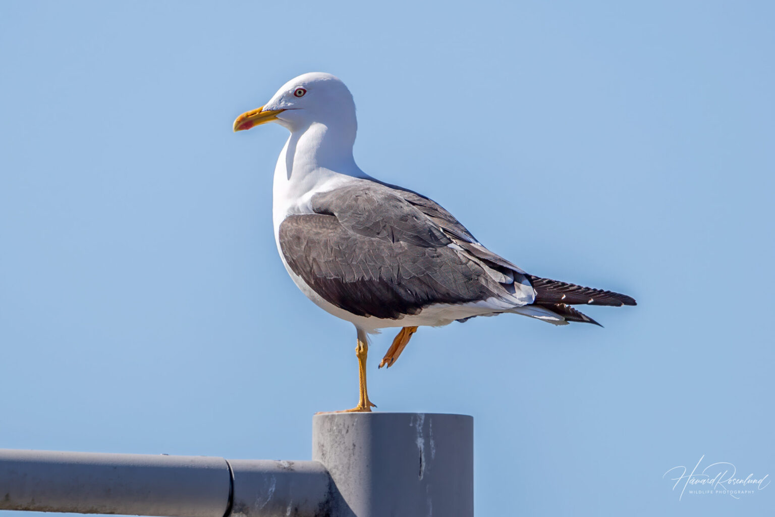Lesser Black-backed Gull (Larus fuscus) @ Fornebu, Norway. Photo: Håvard Rosenlund