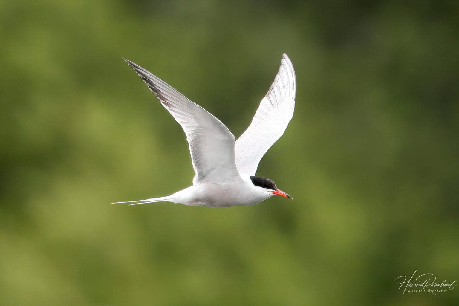 Common Tern (Sterna hirundo) @ Østensjøvannet, Oslo, Norway. Photo: Håvard Rosenlund