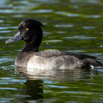 Tufted Duck (Aythya fuligula) - Male @ Fornebu, Norway. Photo: Håvard Rosenlund