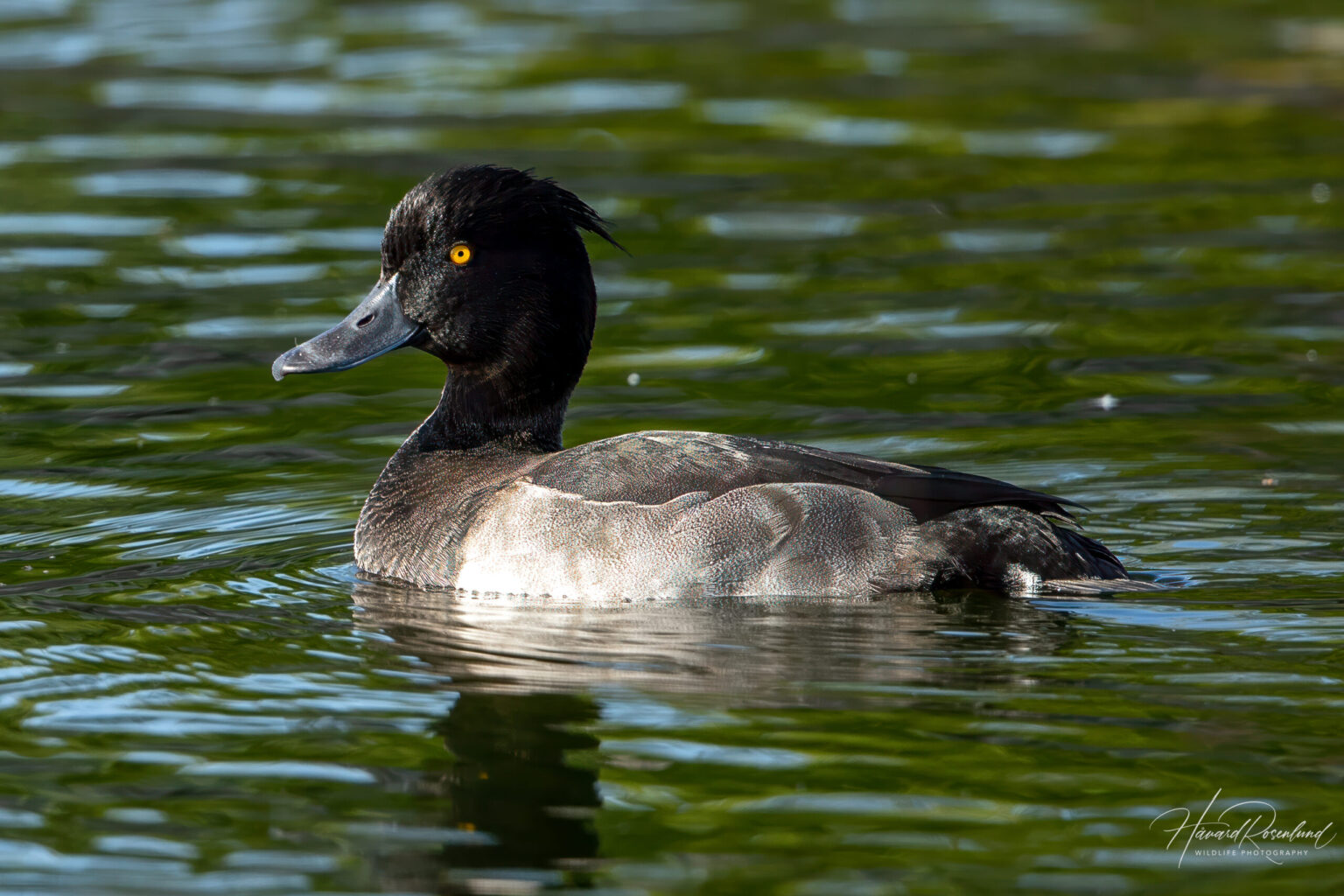 Tufted Duck (Aythya fuligula) - Male @ Fornebu, Norway. Photo: Håvard Rosenlund