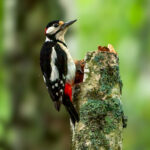 Great Spotted Woodpecker (Dendrocopos major) - Male @ Årnestangen - Nordre Øyeren Nature Reserve, Norway. Photo: Håvard Rosenlund