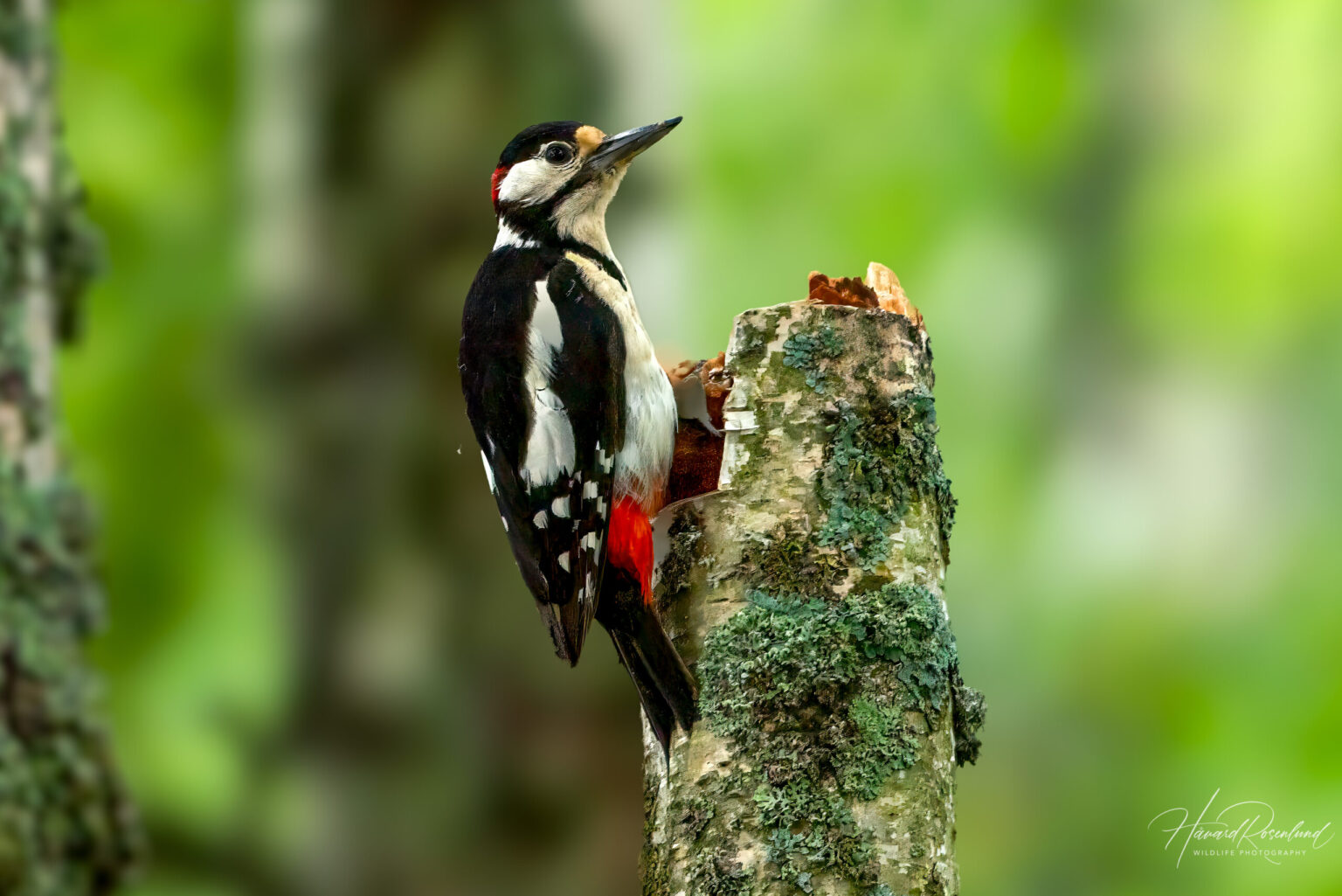 Great Spotted Woodpecker (Dendrocopos major) - Male @ Årnestangen - Nordre Øyeren Nature Reserve, Norway. Photo: Håvard Rosenlund