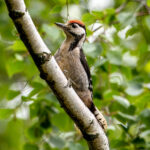 Great Spotted Woodpecker (Dendrocopos major) - Juvenile @ Årnestangen - Nordre Øyeren Nature Reserve, Norway. Photo: Håvard Rosenlund