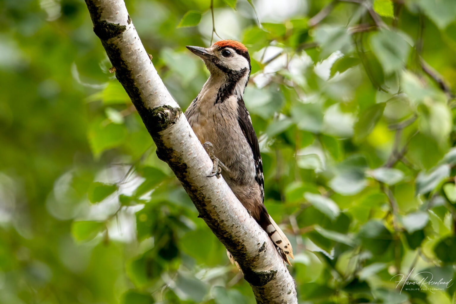 Great Spotted Woodpecker (Dendrocopos major) - Juvenile @ Årnestangen - Nordre Øyeren Nature Reserve, Norway. Photo: Håvard Rosenlund