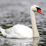 Mute Swan (Cygnus olor) @ Østensjøvannet, Oslo, Norway. Photo: Håvard Rosenlund
