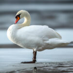 Mute Swan (Cygnus olor) @ Østensjøvannet, Oslo, Norway. Photo: Håvard Rosenlund