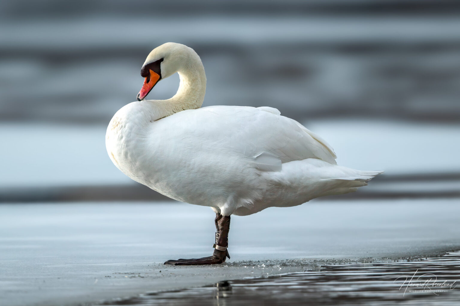 Mute Swan (Cygnus olor) @ Østensjøvannet, Oslo, Norway. Photo: Håvard Rosenlund