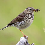 Meadow Pipit (Anthus pratensis) @ Årnestangen - Nordre Øyeren Nature Reserve, Norway. Photo: Håvard Rosenlund