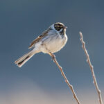 Reed Bunting (Emberiza schoeniclus) - Male @ Nordre Øyeren Nature Reserve, Norway. Photo: Håvard Rosenlund