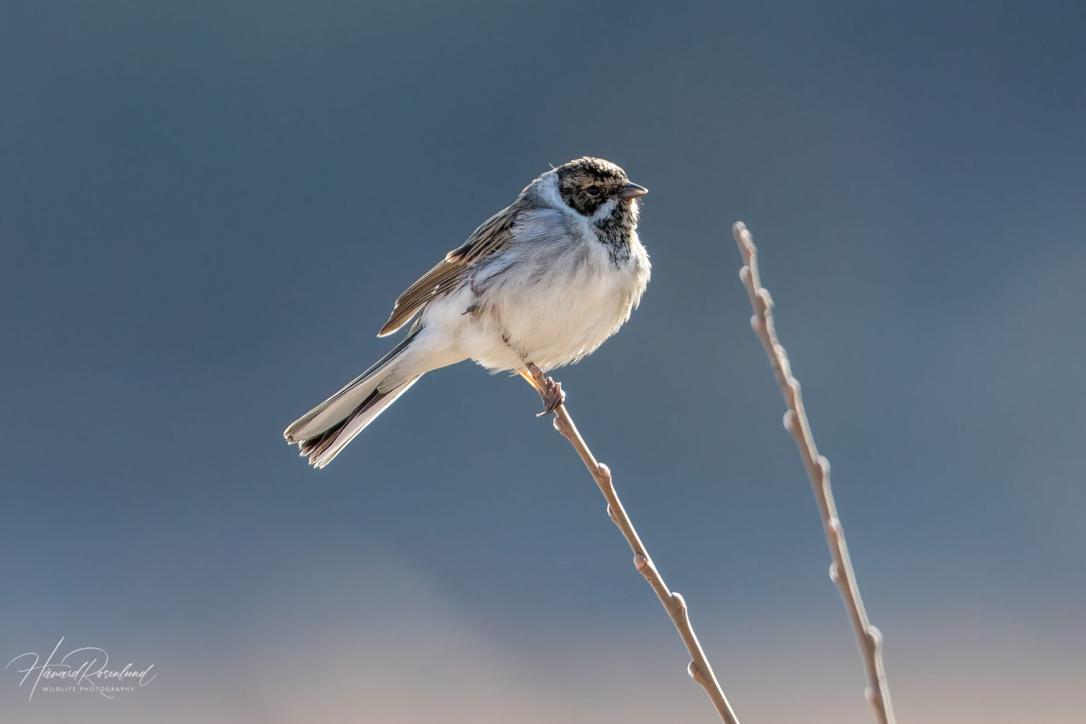 Reed Bunting (Emberiza schoeniclus) - Male @ Nordre Øyeren Nature Reserve, Norway. Photo: Håvard Rosenlund