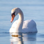 Mute Swan (Cygnus olor) @ Fornebu, Norway. Photo: Håvard Rosenlund