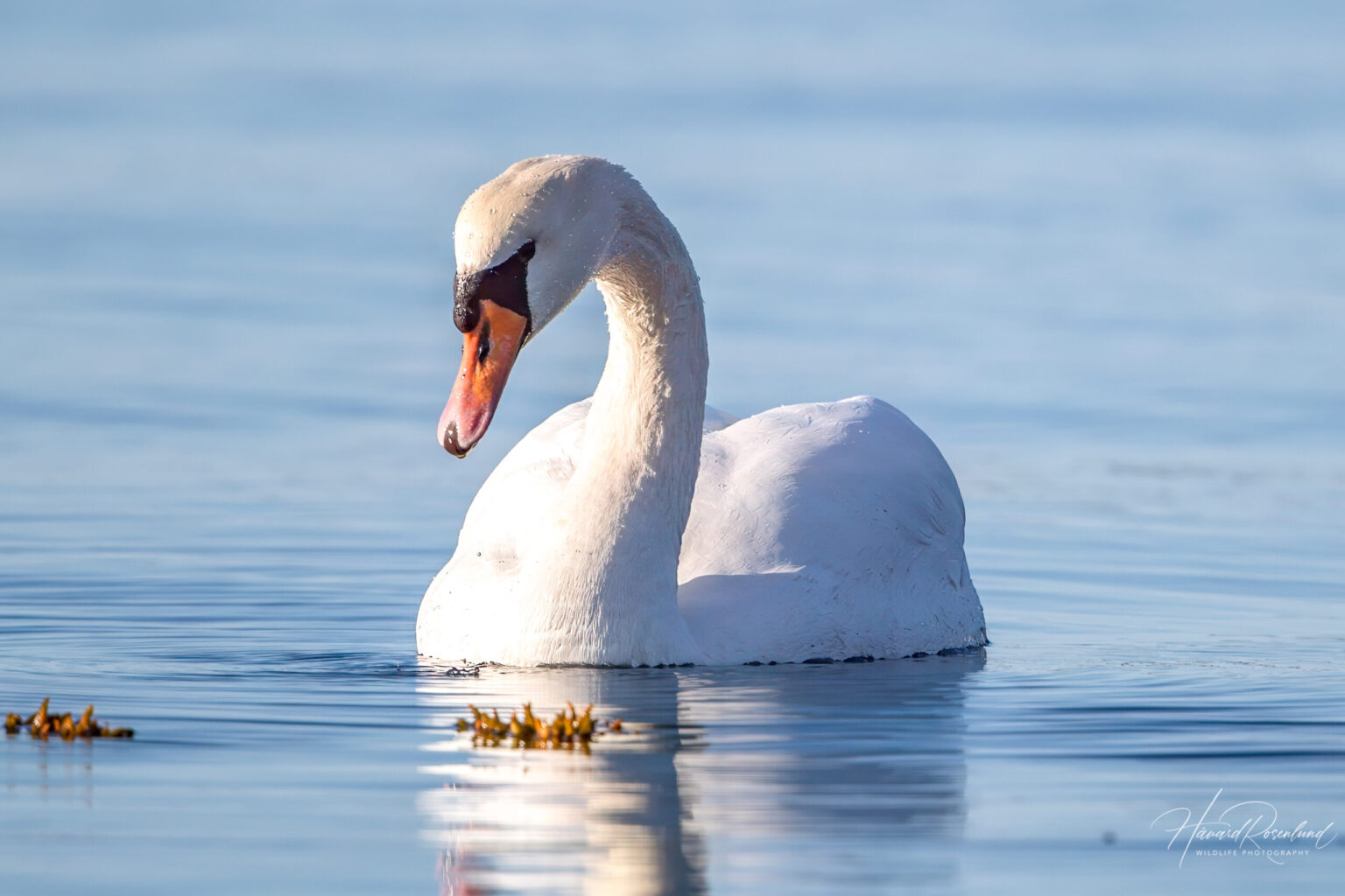 Mute Swan (Cygnus olor) @ Fornebu, Norway. Photo: Håvard Rosenlund