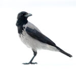 Gråkråke (Corvus corone cornix) @ Østensjøvannet, Oslo. Foto: Håvard Rosenlund