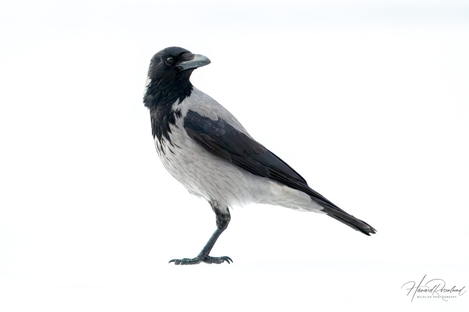 Gråkråke (Corvus corone cornix) @ Østensjøvannet, Oslo. Foto: Håvard Rosenlund