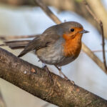European Robin (Erithacus rubecula) @ Fornebu, Norway. Photo: Håvard Rosenlund