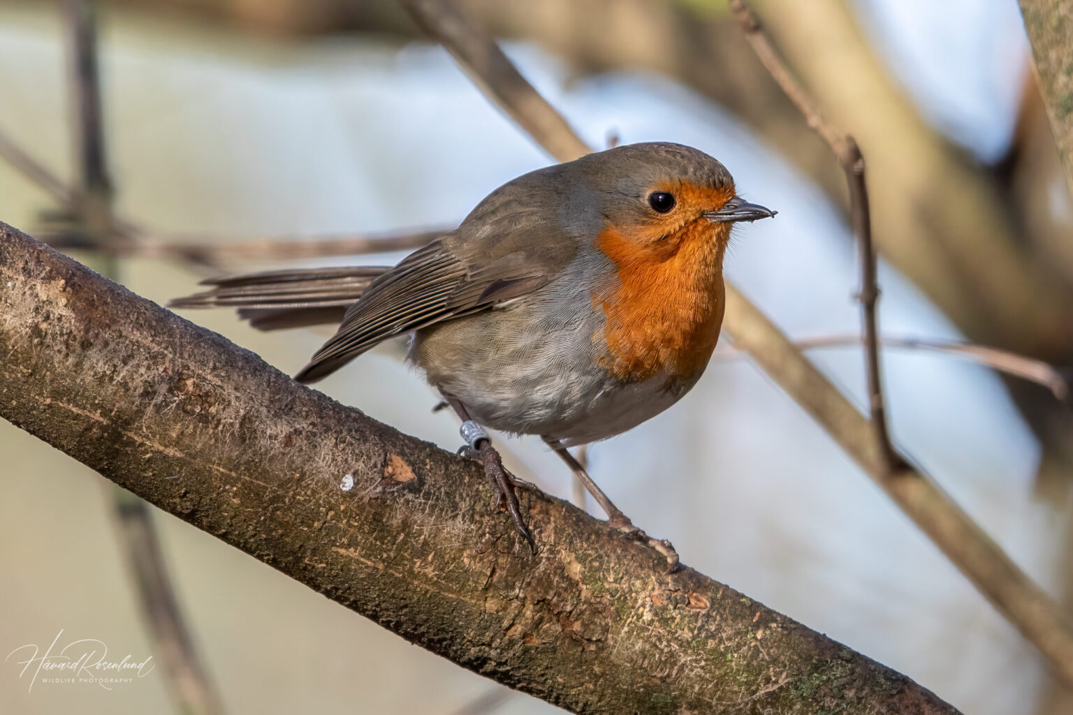 European Robin (Erithacus rubecula) @ Fornebu, Norway. Photo: Håvard Rosenlund