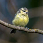 Eurasian Blue Tit (Cyanistes caeruleus) - Juvenile @ Fornebu, Norway. Photo: Håvard Rosenlund