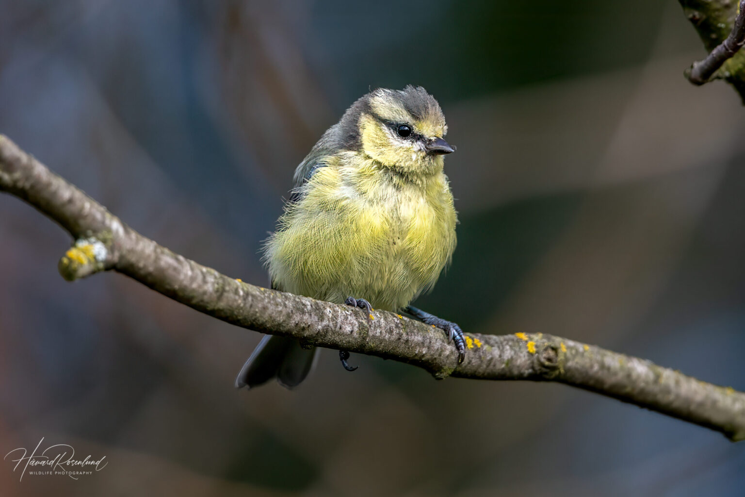Eurasian Blue Tit (Cyanistes caeruleus) - Juvenile @ Fornebu, Norway. Photo: Håvard Rosenlund