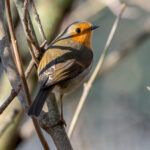 European Robin (Erithacus rubecula) @ Fornebu, Norway. Photo: Håvard Rosenlund