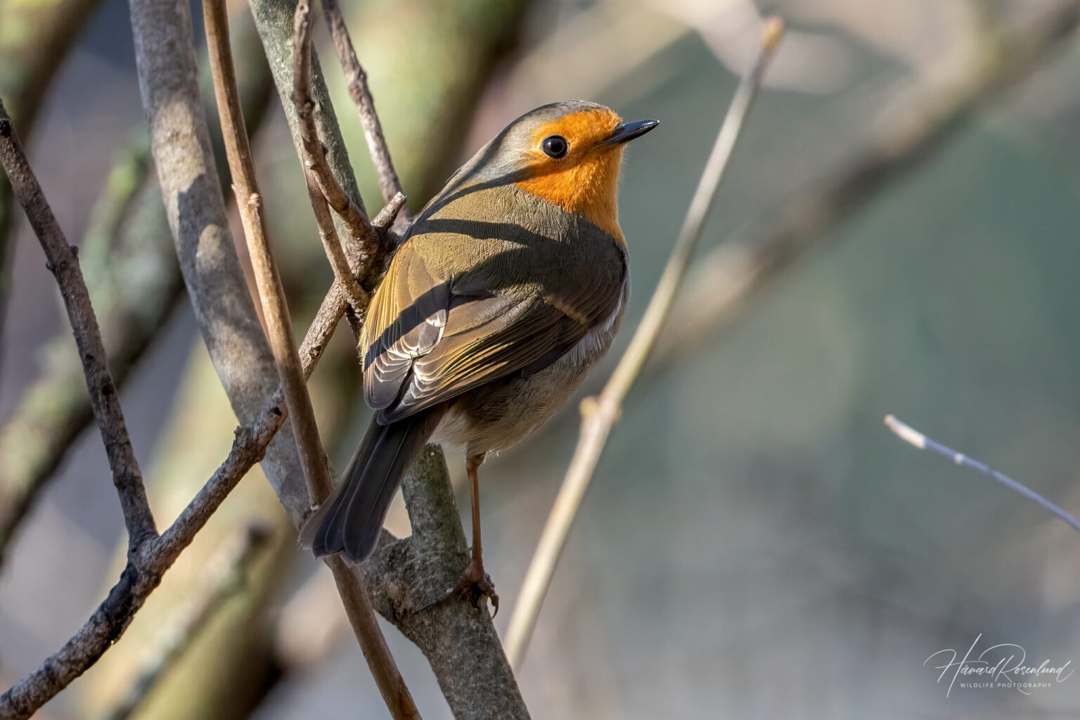 European Robin (Erithacus rubecula) @ Fornebu, Norway. Photo: Håvard Rosenlund
