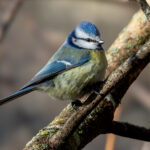 Eurasian Blue Tit (Cyanistes caeruleus) @ Fornebu, Norway. Photo: Håvard Rosenlund