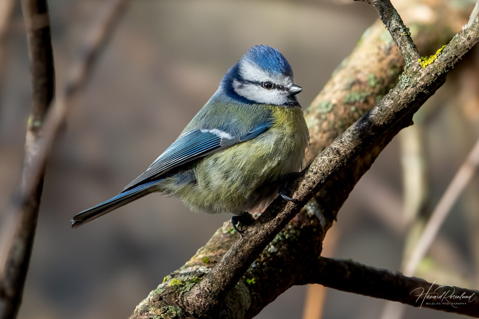 Eurasian Blue Tit (Cyanistes caeruleus) @ Fornebu, Norway. Photo: Håvard Rosenlund