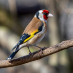 European Goldfinch (Carduelis carduelis) @ Fornebu, Norway. Photo: Håvard Rosenlund