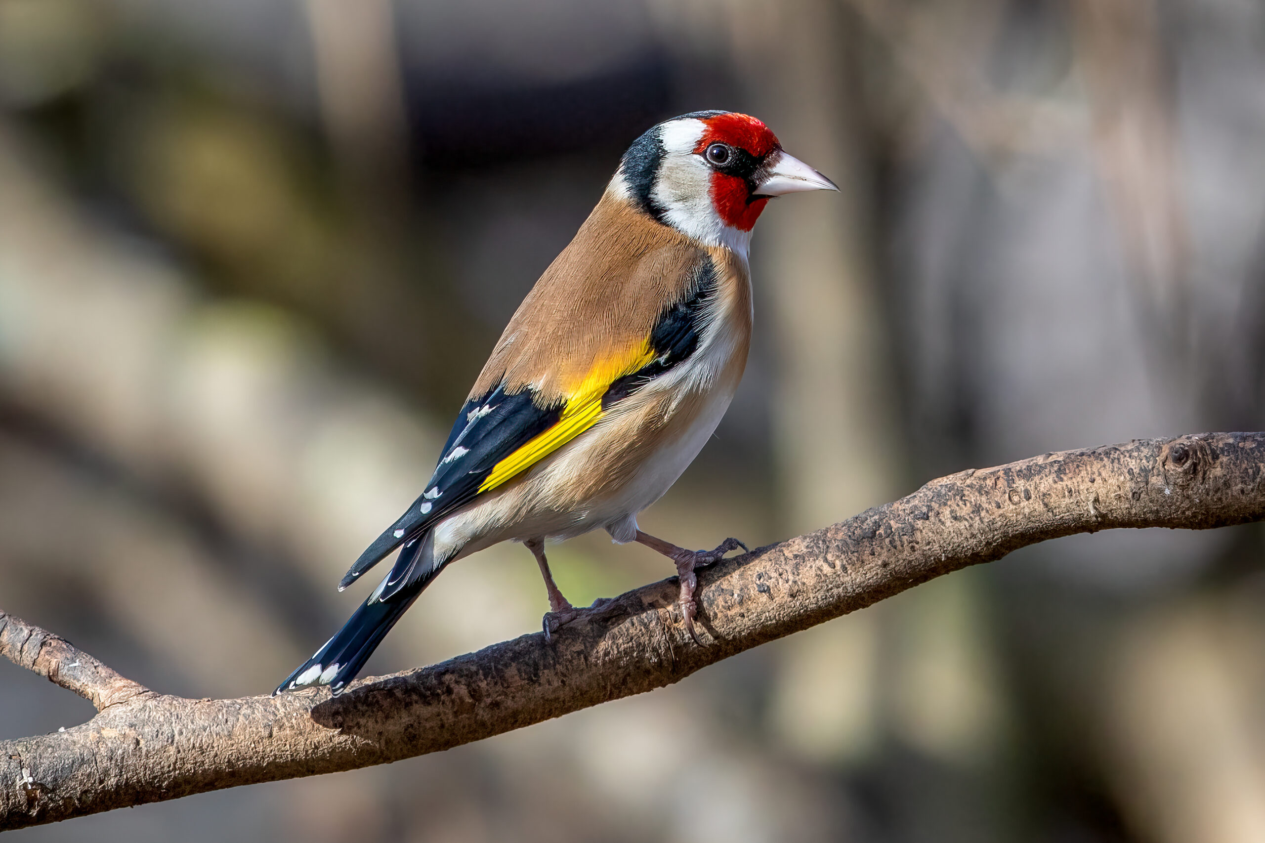 European Goldfinch (Carduelis carduelis) @ Fornebu, Norway. Photo: Håvard Rosenlund
