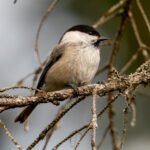 Willow Tit (Poecile montanus) @ Nittedal, Norway. Photo: Håvard Rosenlund