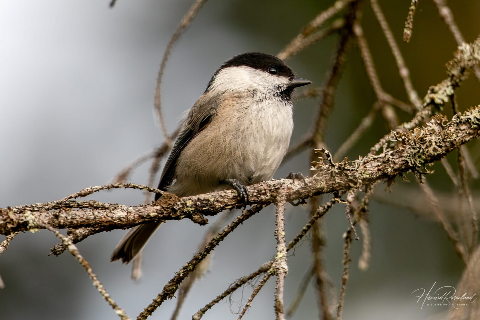 Willow Tit (Poecile montanus) @ Nittedal, Norway. Photo: Håvard Rosenlund