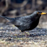 Eurasian Blackbird (Turdus merula) @ Fornebu, Norway. Photo: Håvard Rosenlund