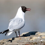 Black-headed Gull (Chroicocephalus ridibundus) @ Fornebu, Norway. Photo: Håvard Rosenlund