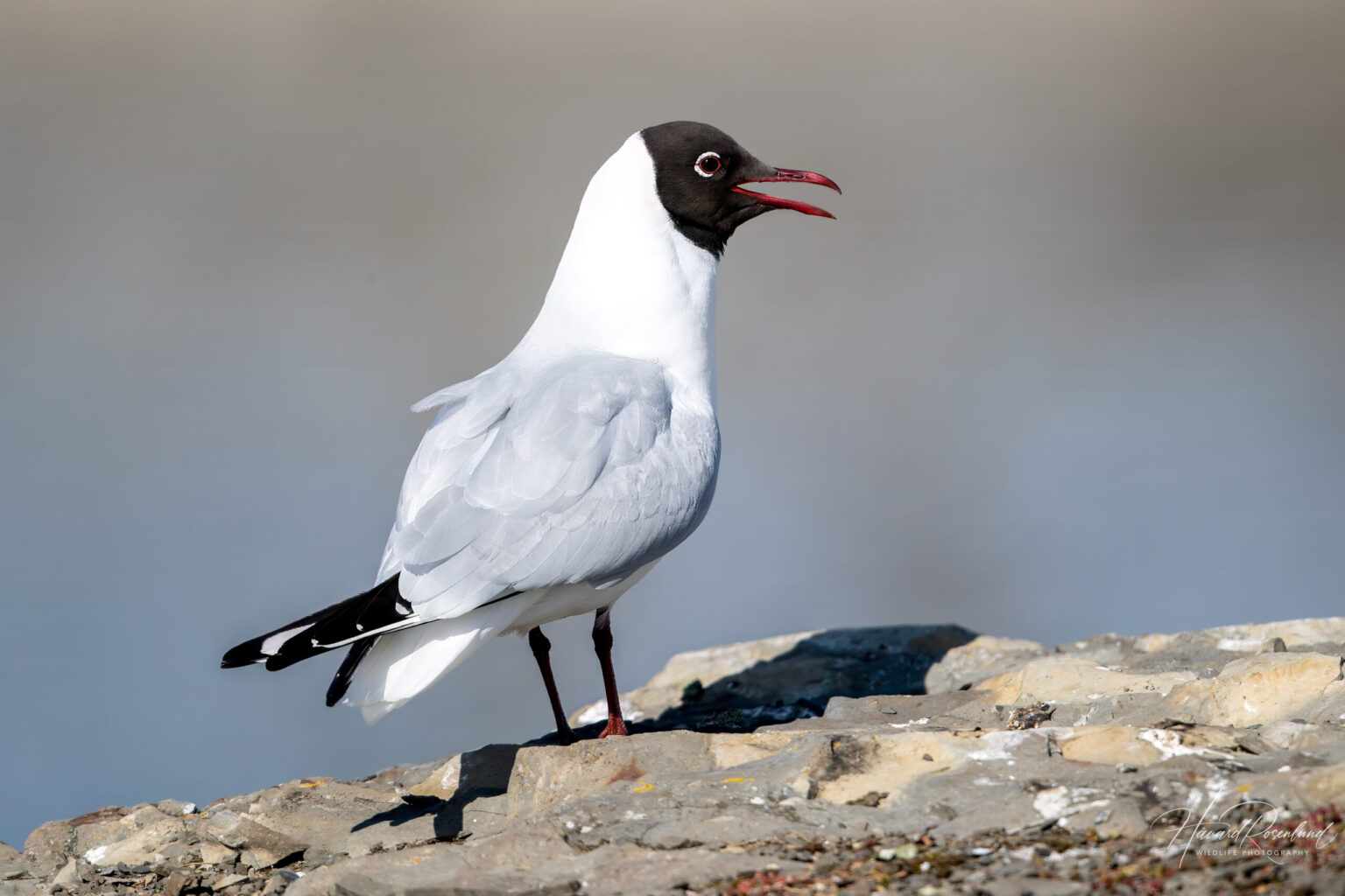 Black-headed Gull (Chroicocephalus ridibundus) @ Fornebu, Norway. Photo: Håvard Rosenlund