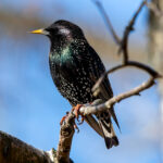 Stær (Sturnus vulgaris) @ Fornebu. Foto: Håvard Rosenlund
