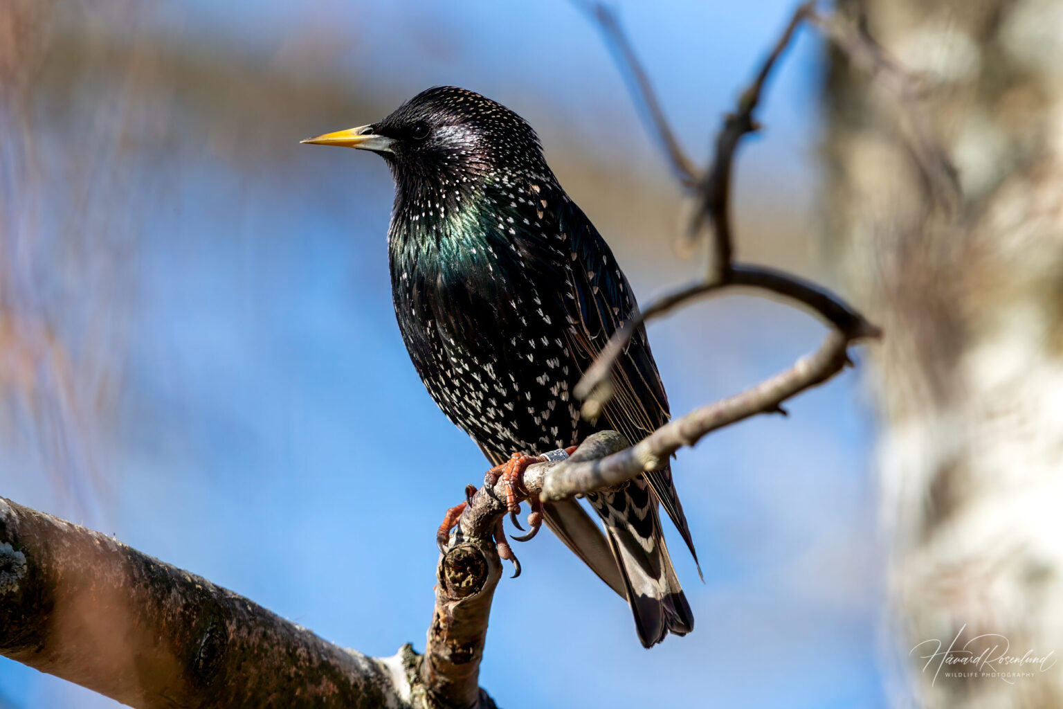 Stær (Sturnus vulgaris) @ Fornebu. Foto: Håvard Rosenlund