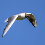Black-headed Gull (Chroicocephalus ridibundus) @ Fornebu, Norway. Photo: Håvard Rosenlund