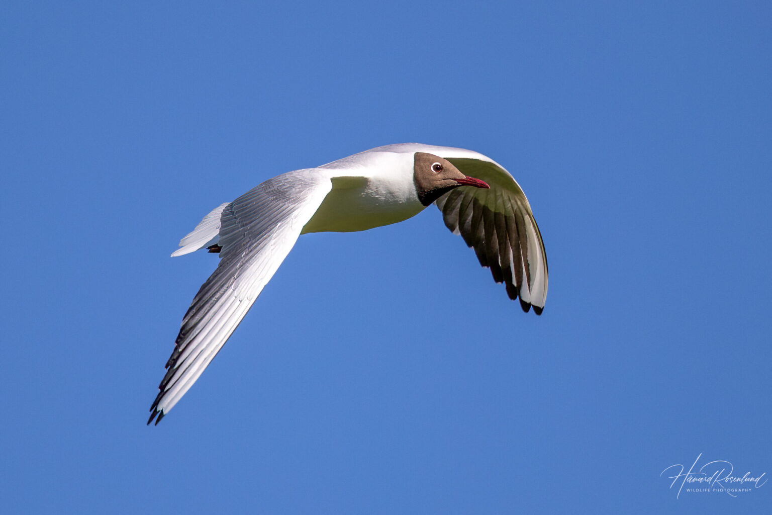 Black-headed Gull (Chroicocephalus ridibundus) @ Fornebu, Norway. Photo: Håvard Rosenlund
