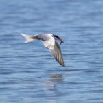 Common Tern (Sterna hirundo) @ Fornebu, Norway. Photo: Håvard Rosenlund