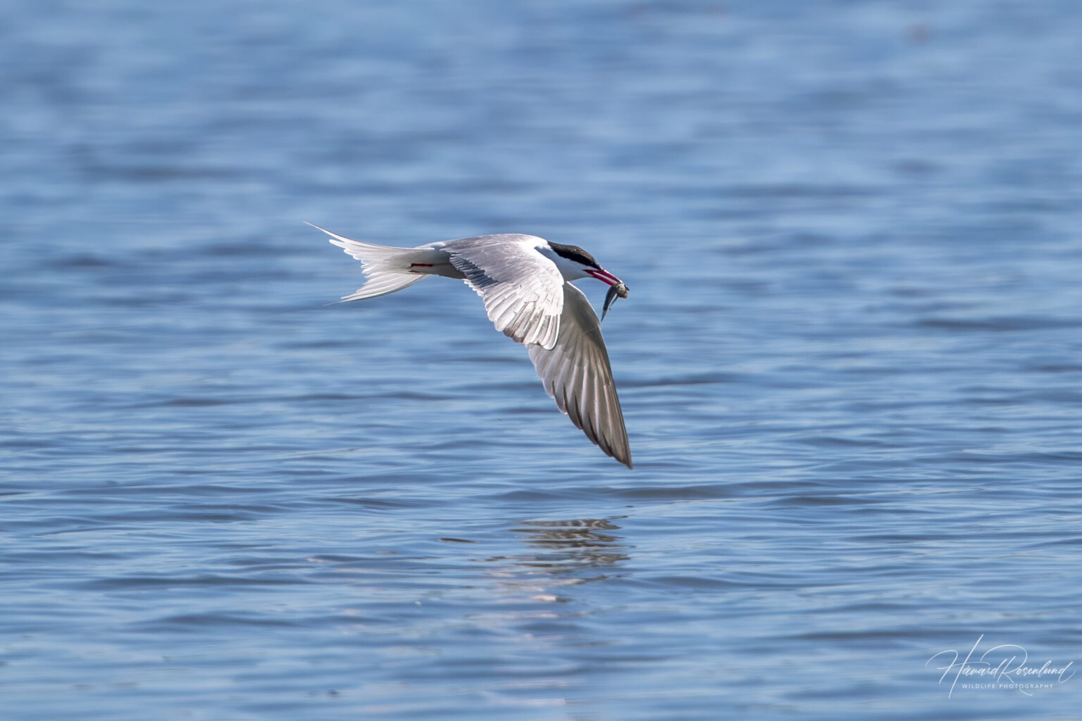 Common Tern (Sterna hirundo) @ Fornebu, Norway. Photo: Håvard Rosenlund