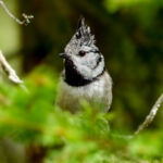 Crested Tit (Lophophanes cristatus) @ Ås, Norway. Photo: Håvard Rosenlund